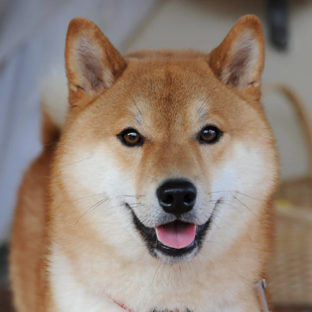 Dog, original picture