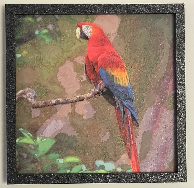 A framed Polychrome print of a scarlet macaw on a branch, hung on a white wall